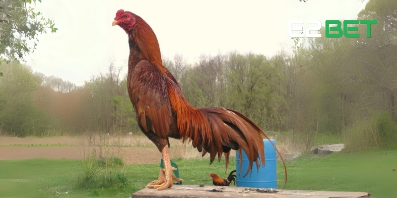 Mào