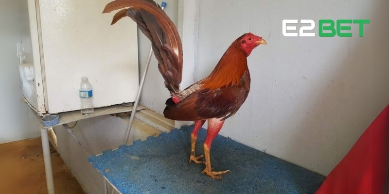 Gà Cuban – Chiến Kê Săn Đầu Đỉnh Cao Trong Giới Đá Gà Tại E2BET 2 Đặc điểm nhận dạng gà chọi Cuban
