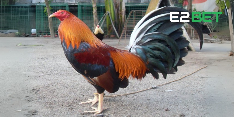 Gà Kelso – Chiến Kê Hàng Đầu Trong Giới Đá Gà Cùng E2BET 2 Những điểm nổi bật của gà chọi Kelso