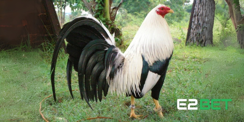 Gà Kelso – Chiến Kê Hàng Đầu Trong Giới Đá Gà Cùng E2BET 3 Ý chí chiến đấu kiên cường