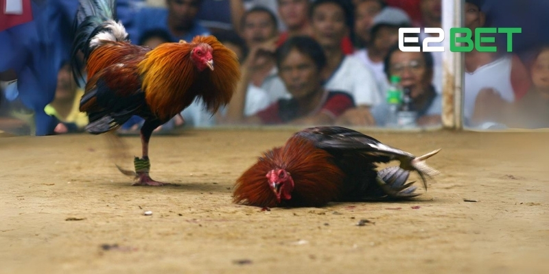 Live Đá Gà E2BET – Kịch Tính Và Chân Thực Đến Từng Giây 4 Kinh nghiệm cá cược live đá gà tại E2BET