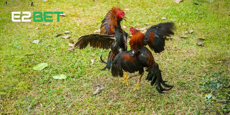 Nắm Rõ Thuật Ngữ Đá Gà Nâng Tầm Trình Độ Cược Thủ Cùng E2BET 4 Một số thuật ngữ đá gà trong quá trình luyện gà tại E2BET